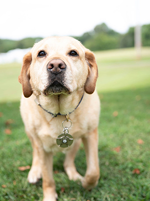 Wyoming is a BCSO K9 that's trained to find digital material