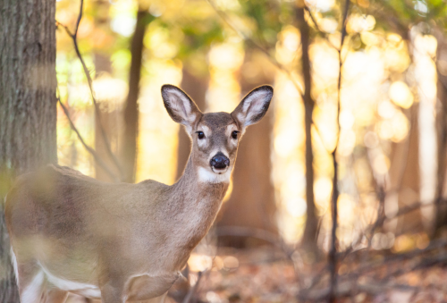 antlerless hunting thumbnail